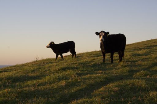 IMG_8928 Ces vaches elles peuvent voir le paysage romantique tous les jours!