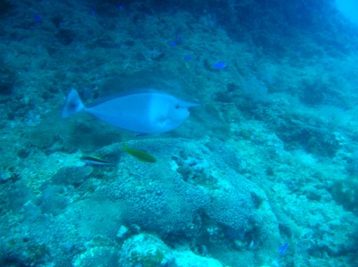 DSCN1342 Unicorn fish