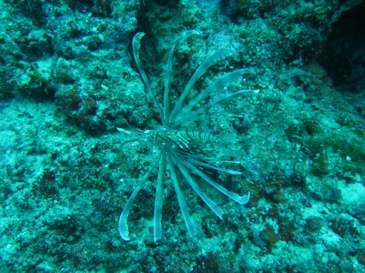 IMG_0226 Lion fish