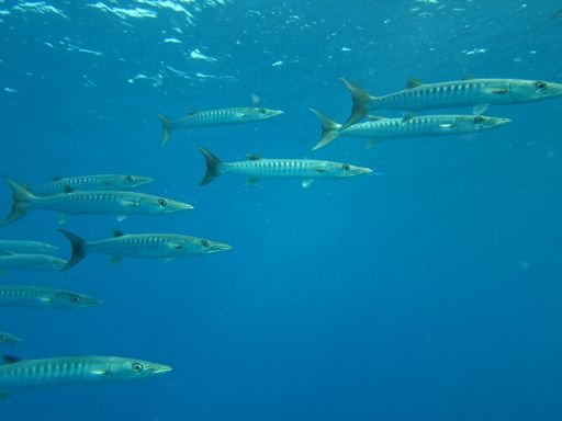 IMG_0272 Quelques Barracuda