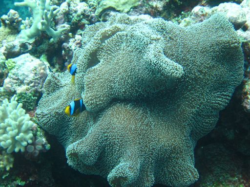 IMG_0348 Anemone fish